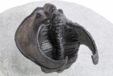 Gorgeous Scotoharpes Trilobite - Weird Compression #359173-5